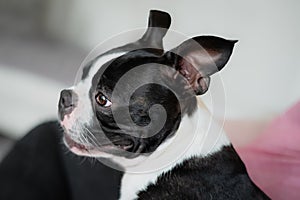 Boston Terrier dog portrait. Her head is in profile. Her ears are up