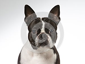 Boston terrier dog portrait in a studio with white background