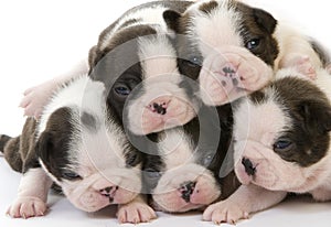 Boston Terrier Dog, Pups against White Background