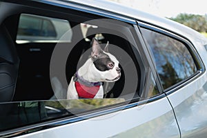 Boston Terrier dog sitting in a car with her head looking out of an open window