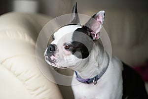 Boston Terrier dog sitting on a soft leater sofa chair looking out of a window that is reflecting in her eye photo