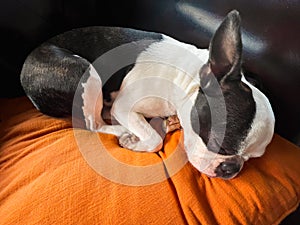 Boston Terrier dog sleeping on an orange cusion on a brown leather chair.