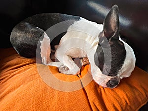 Boston Terrier dog sleeping on an orange cusion on a brown leather chair. photo