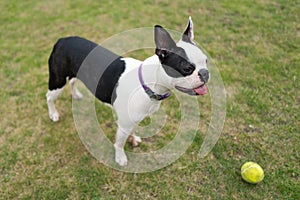 Boston Terrier dog standing on grass with a tennis ball in front of her. She has her tongue out slightly