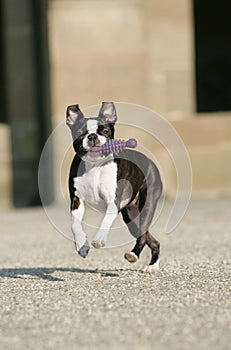 Boston Terrier with dogtoy photo