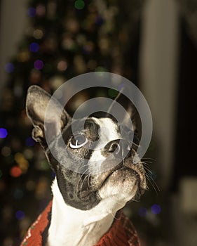 Boston Terrier Dressed Up for Christmas