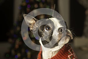 Boston Terrier Dressed Up for Christmas