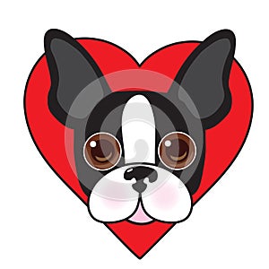 Boston Terrier Face