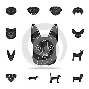 Boston terrier face icon. Detailed set of dog silhouette icons. Premium graphic design. One of the collection icons for websites,