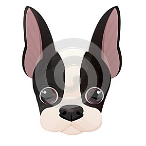 Boston terrier face, puppy head, portrait in cartoon style isolated on white background. Cute dog, print design