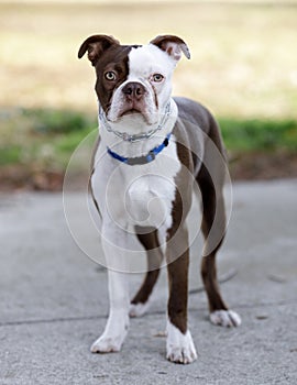 Boston Terrier female puppy with white and brown coat