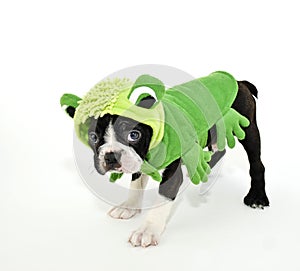 Boston Terrier in a Frog Costume