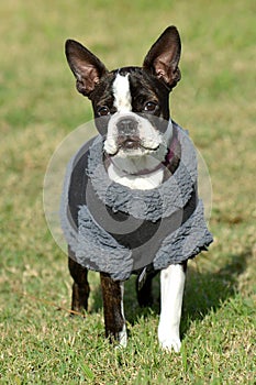 Boston Terrier full body