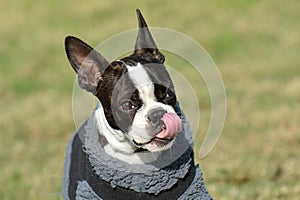 Boston Terrier full body