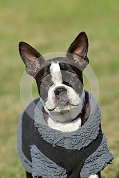 Boston Terrier full body