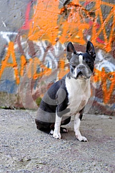 Boston Terrier and Graffiti 2