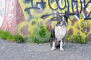 Boston Terrier and Graffiti