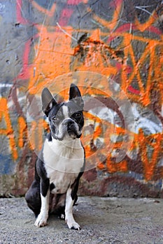 Boston Terrier and Graffiti