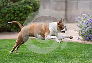 Boston Terrier jumping through the air