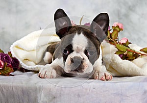 Boston terrier lay with flower string