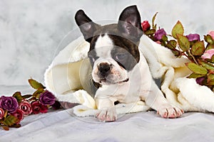 Boston terrier lay with flower string