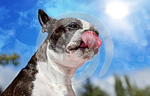 Boston Terrier Licking Chops On A Sunny Day