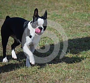 Boston Terrier Licking His Chops