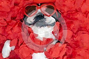 The Boston Terrier lies in rose petals