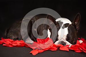 The Boston Terrier lies in rose petals