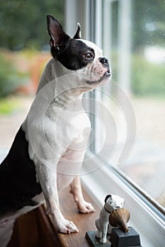 Boston Terrier looking out of a window. Her paws are on the windowsill. The dog looks alert and proud