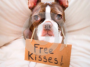 Boston terrier offers free kisses