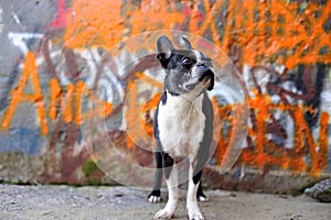 Boston Terrier and Orange Graffiti 2