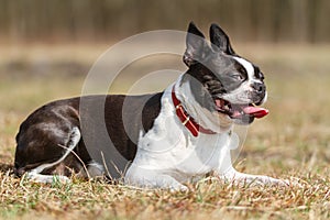 The Boston Terrier is panting from fatigue.