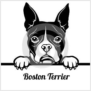 Boston Terrier - Peeking Dogs - - breed face head isolated on white