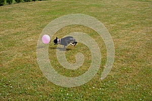Boston Terrier playing with a ball on the lawn.