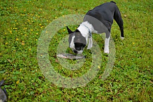 Boston Terrier playing with a fish on the grass.