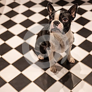 Boston terrier photo