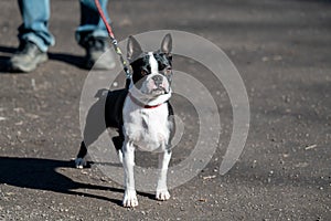 Boston terrier photo