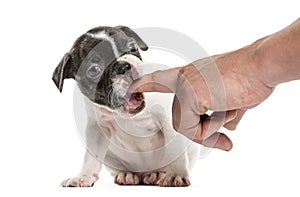 Boston terrier pup chewing a finger, isolated