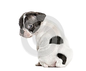 Boston terrier pup looking backwards,