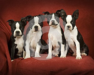 Boston Terrier Puppies