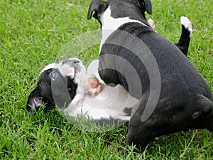 Boston Terrier puppies playing