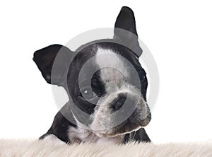 Boston terrier puppy