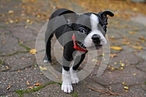 Boston Terrier Puppy