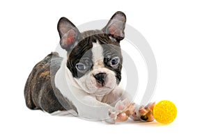 Boston terrier puppy. photo