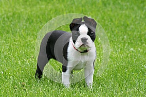 Boston Terrier Puppy