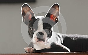 Boston terrier puppy