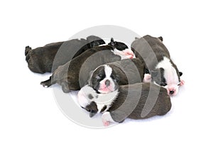 Boston Terrier Puppy