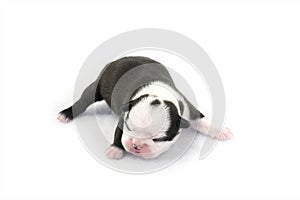 Boston Terrier Puppy