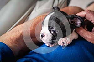 Boston Terrier puppy being held and cuddled. The arms of a senior man can be seen holding the little dog on a leather sofa